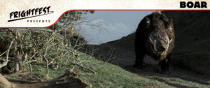 Boar