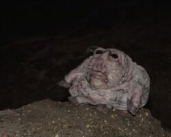 Frogman Returns