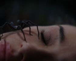 Spider Island
